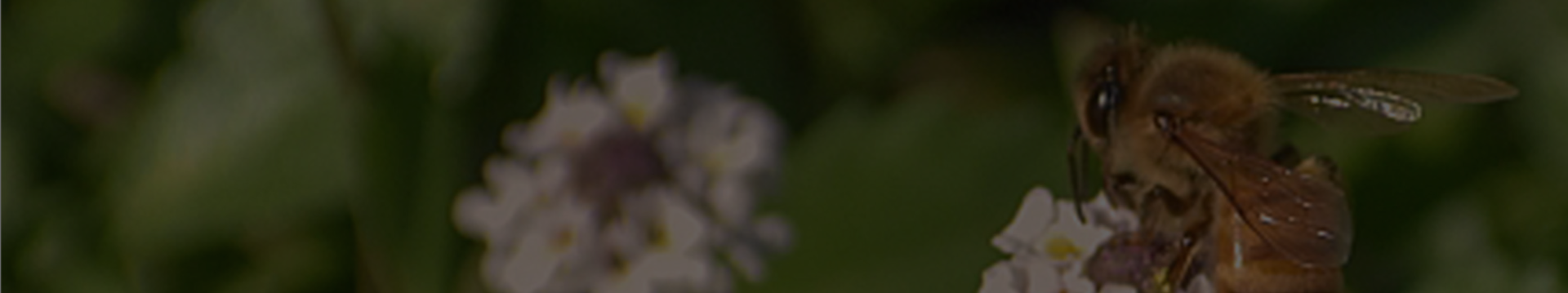 Imagen de fondo del pie de página, una abeja sobre una flor